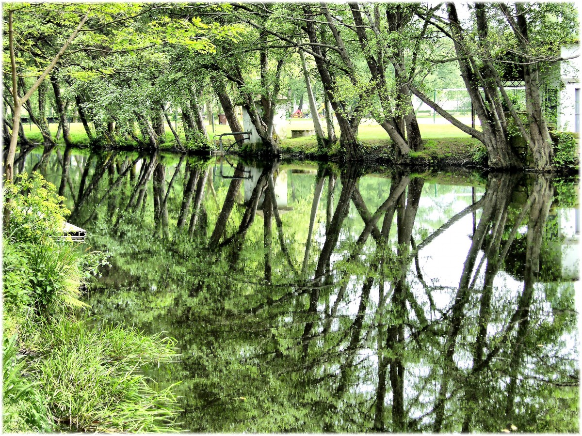 copac, pădure, mlaştină, ramură, plantă, lac, verde, junglă, Spania, vegetație, pădure tropicală, zonelor umede, Galiția, Natureza, pădure, rios, habitat, ecosistem, Galiza, biom, pădure veche, mediul natural, plantă lemnoasă, bayou