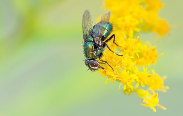 自然, 花, 写真, 花, 動物, 咲く