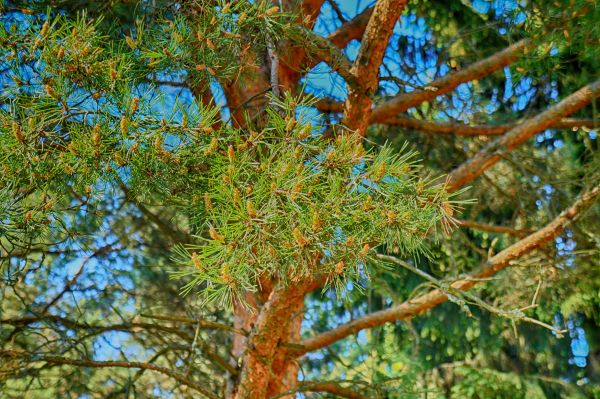 natura, habitat, albero, verde, ramo, pianta