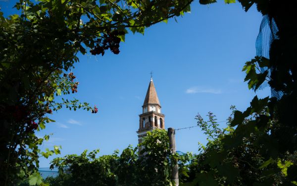 boom,hemel,zonlicht,bloem,groen,toren