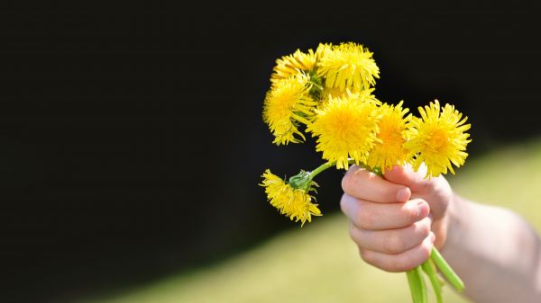 Flor,plantar,fotografia,mão,ramo,Dente-de-leão