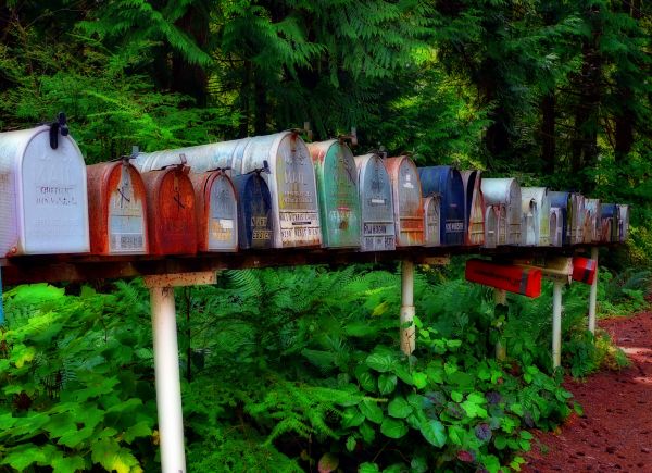 albero,fiore,giungla,Stati Uniti d'America,giardino,cassetta postale