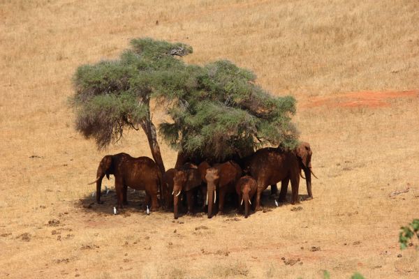 prairie,avontuur,wildlife,weide,grazen,kudde-