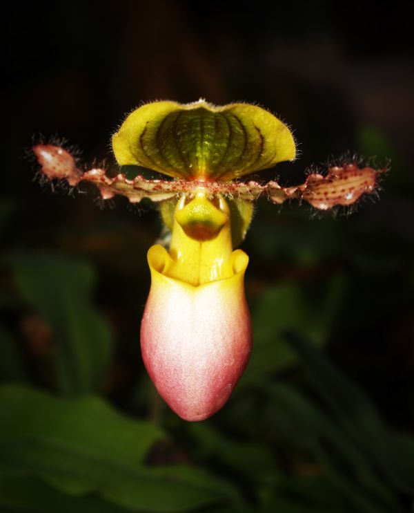 naturaleza, flor, planta, fotografía, crecimiento, blanco