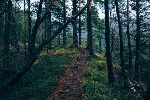 træ,natur,Skov,ødemark,sti,sti