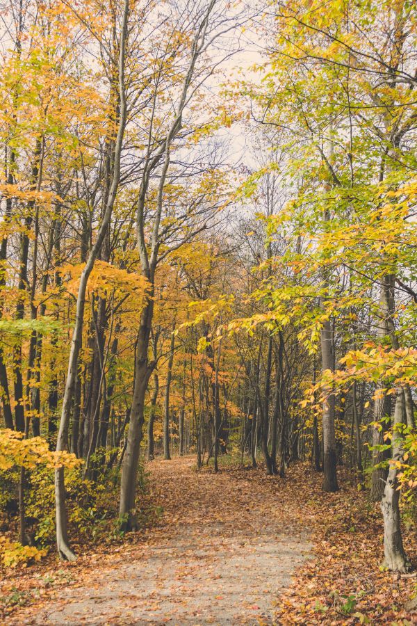 cây,Phong cảnh thiên nhiên,rừng,thiên nhiên,Northern hardwood forest,Rừng cây