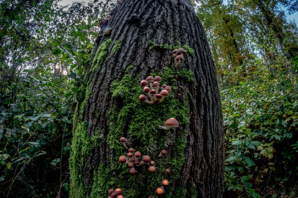 boom,natuur,Bos,fabriek,blad,bloem