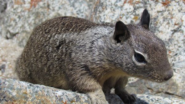 自然, 荒野, 動物, 可愛い, 探している, 野生動物