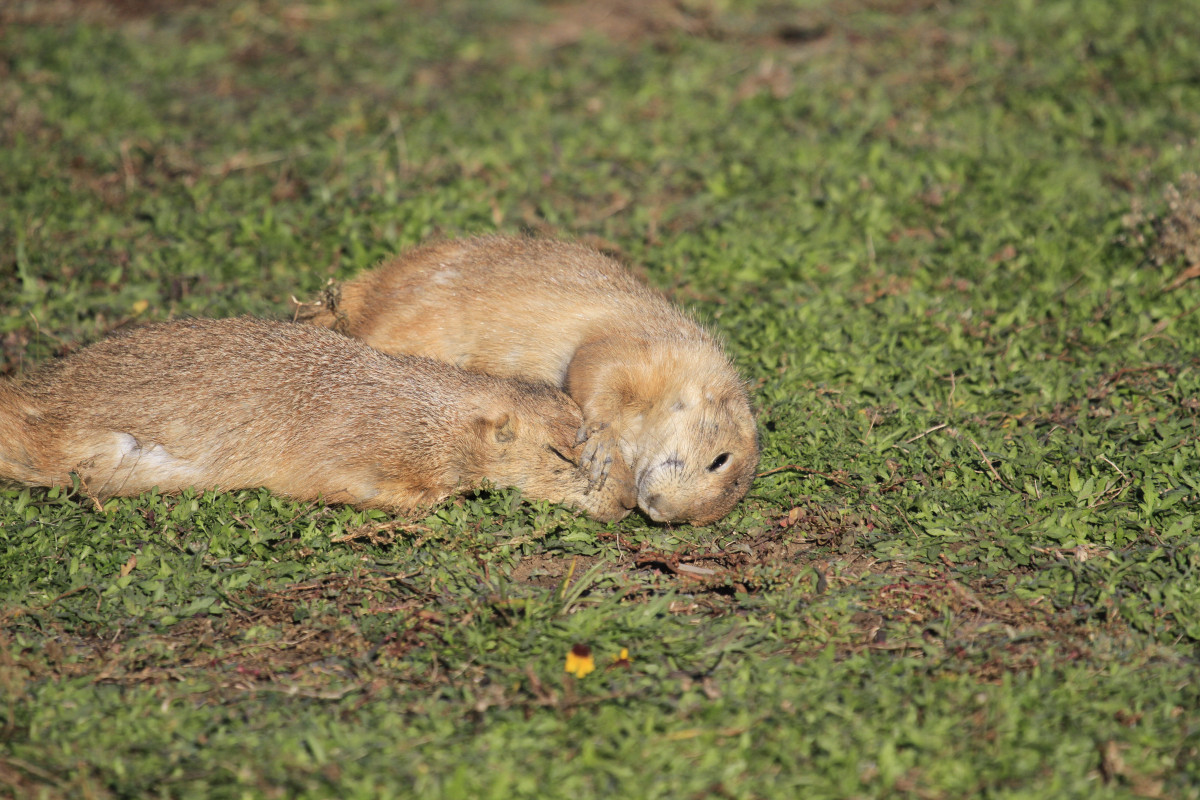 gras, wildlife, zoogdier, eekhoorn, knaagdier, fauna, prairiehond, gewerveld, Oklahoma, marmot, larrysmith, wichitamountains, prairiehond