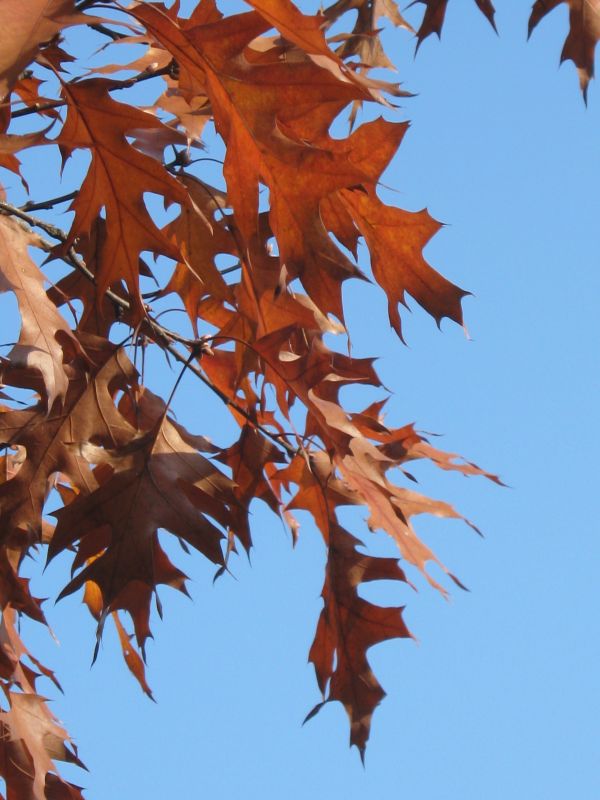 tree,branch,book,plant,leaf,golden