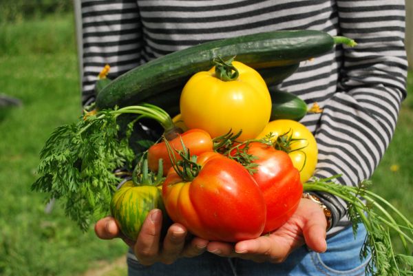 plantar,fruta,Comida,produzir,vegetal,abóbora