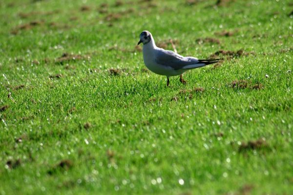 alam, burung, rumput, bidang, halaman rumput, padang rumput