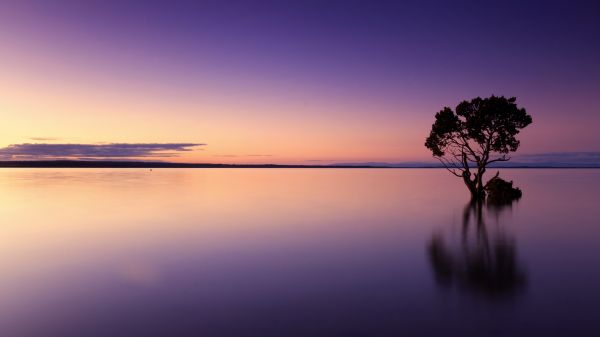 Strand,Landschaft,Meer,Baum,Wasser,Natur