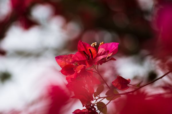 Ast, blühen, Pflanze, Blatt, Blume, Blütenblatt