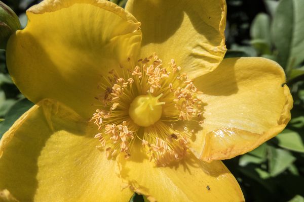 Natur, blühen, Pflanze, Fotografie, Blume, Frucht