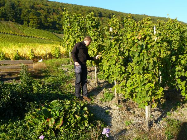 landschap,fabriek,man,boom,lezen,persoon