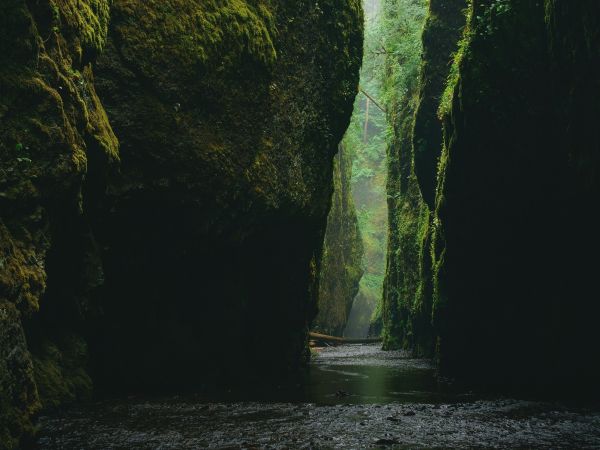 apă,natură,copac,pădure,cărare,în aer liber