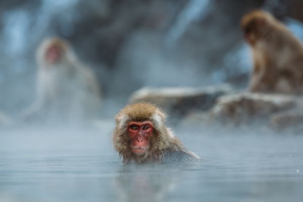 animal,wildlife,mammal,monkey,water,pool