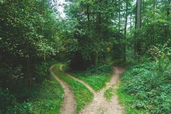 garfo,árvore,natureza,floresta,caminho,trilha