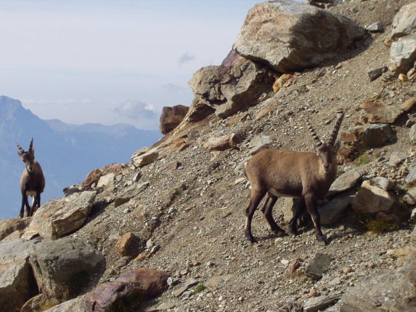 région sauvage, Montagne, faune, mammifère, faune, chèvre de montagne