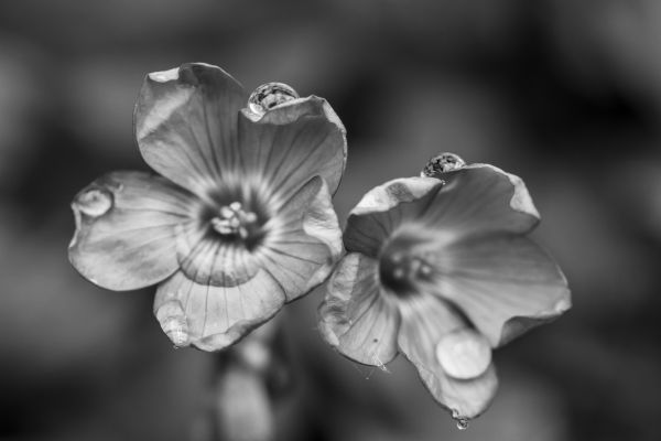 vand,plante,hvid,fotografering,blomst,sort og hvid