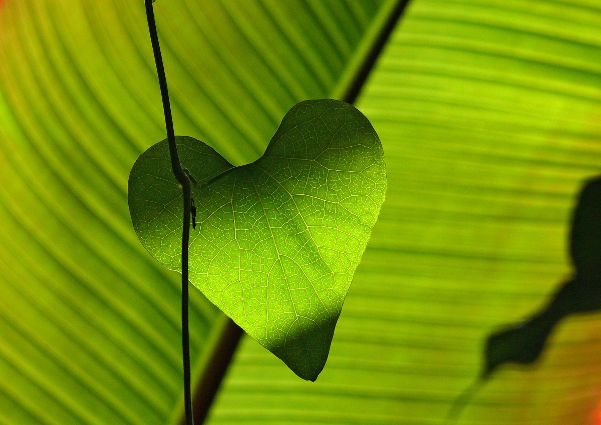 arbre, la nature, branche, plante, lumière du soleil, feuille, fleur, pétale, cœur, vert, botanique, jaune, flore, fermer, Macrophotographie, Arbre de maidenhair, théâtre d'ombres, Veines des feuilles, Tige de plante, Ordinateur, papier peint