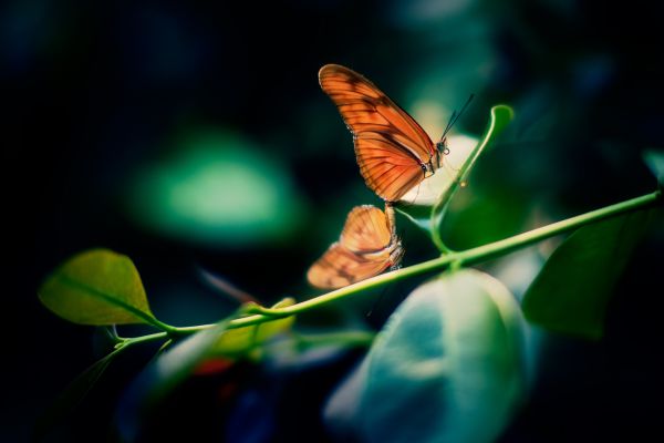 自然, 翼, 写真, 葉, 花, ブランチ