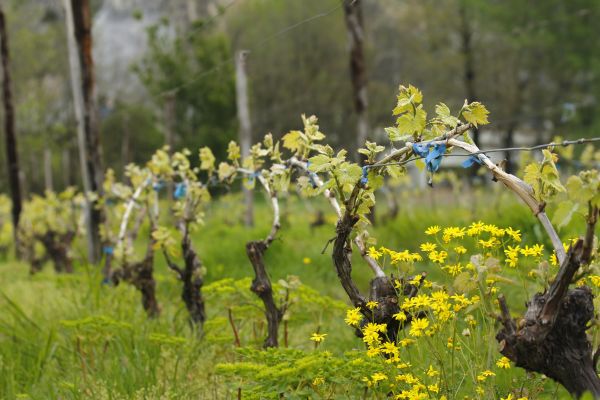 peisaj, copac, natură, ramură, inflori, în aer liber