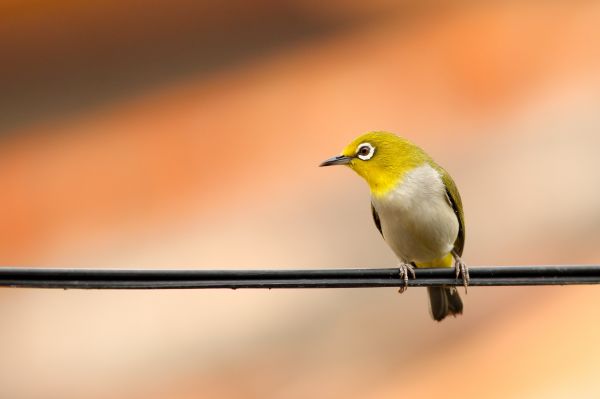 branch,bird,wing,wildlife,beak,power line