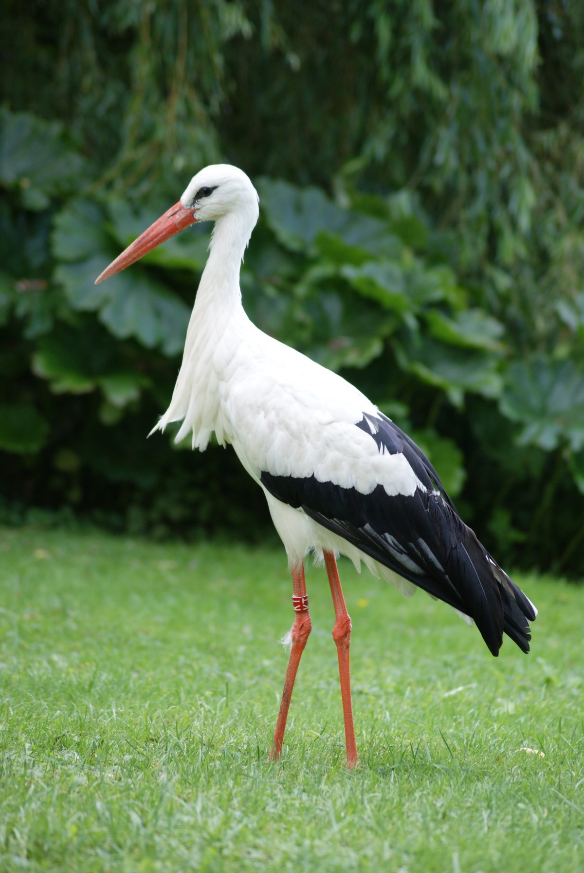 természet, madár, szárny, vadvilág, csőr, fauna, gólya, tollak, szárnyak, állatok, gerinces, íbisz, fehér gólya, CICONIIFORMES, marabu gólya