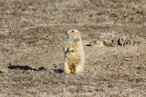 wildlife, zoogdier, eekhoorn, fauna, prairie, leeuw