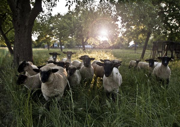 Gras,Bauernhof,Wiese,Tierwelt,Sonne,Blume