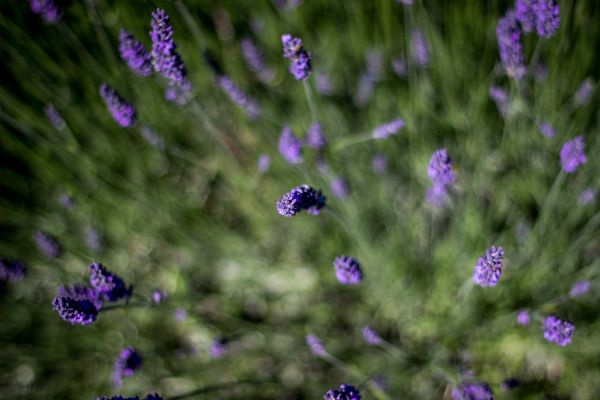 natur, växt, fält, vildmark, blomma, knippa