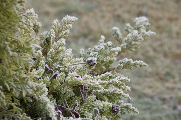 albero,natura,ramo,fiorire,inverno,pianta