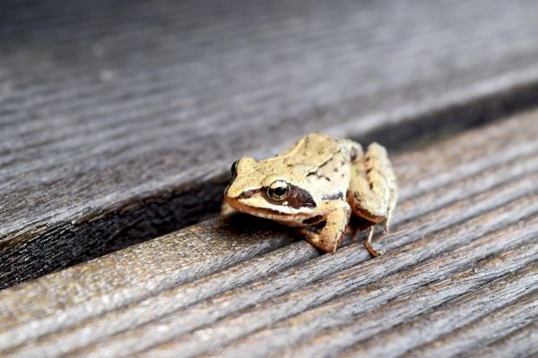 rana,anfibio,raganella,Shrub frog,Pacific Treefrog,rana di legno