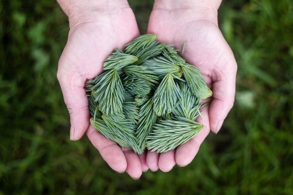 tree,grass,growth,plant,hand,lawn