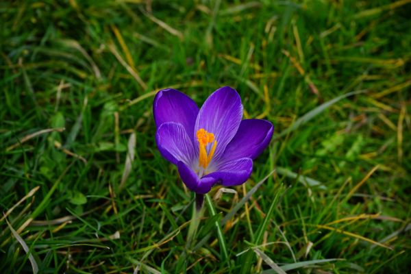 la nature,fleur,plante,feuille,herbe,Prairie