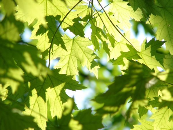 árbol,naturaleza,rama,planta,luz de sol,hoja