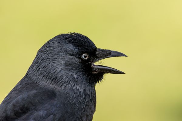 ptak, skrzydło, dzikiej przyrody, dziób, czarny, fauna