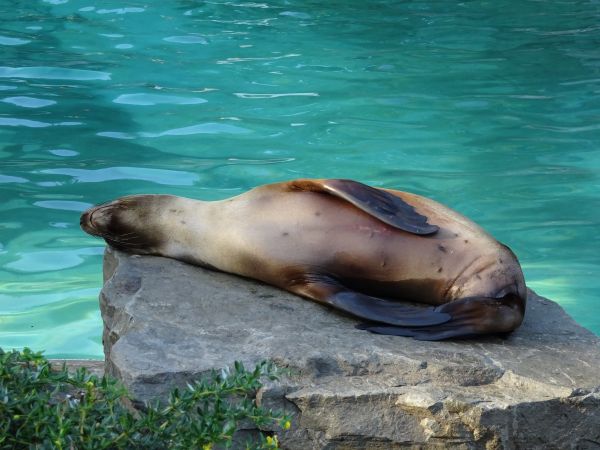 hav, Zoo, biologi, däggdjur, fauna, sjölejon