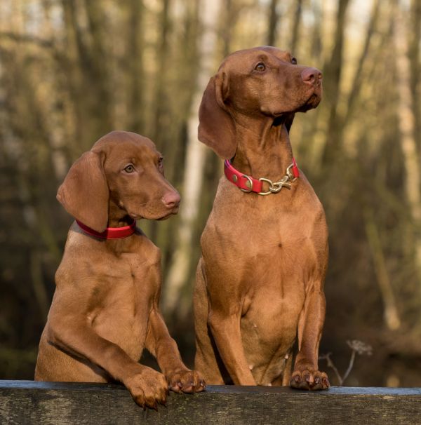 chien,mammifère,Fermer,Weimaraner,chien de chasse,vertébré