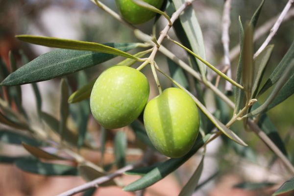 fiore,albero,ramo,pianta,frutta,cibo