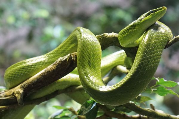 réptil,fauna,serpente,vertebrado,serpente,verde