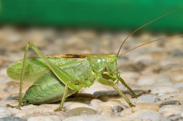 nature, green, insect, macro, bug, fauna