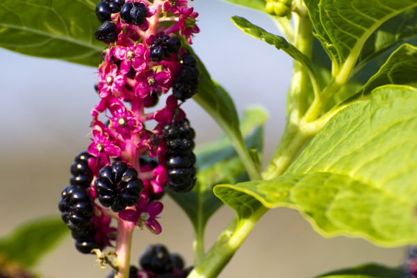 natureza, Flor, plantar, fotografia, fruta, baga