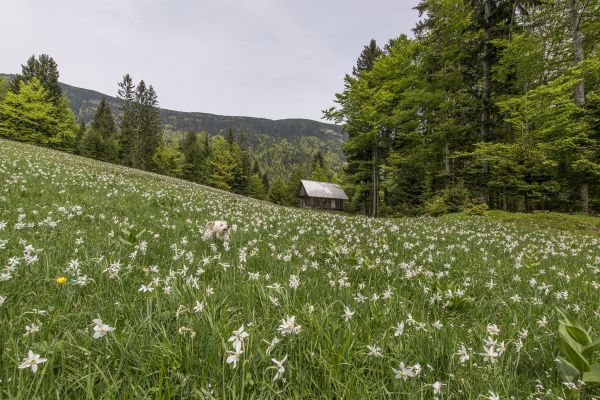 landscape, nature, grass, wilderness, mountain, outdoor