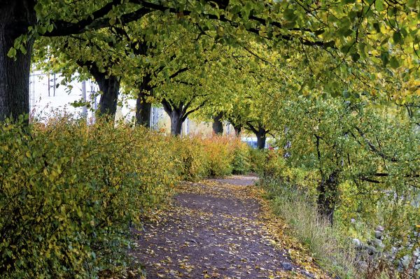 träd,natur,skog,växt,väg,spår