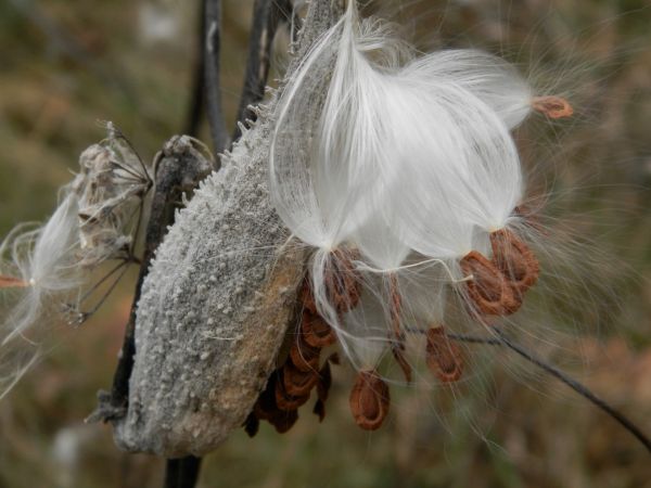 træ,natur,græs,afdeling,blomst,vinter