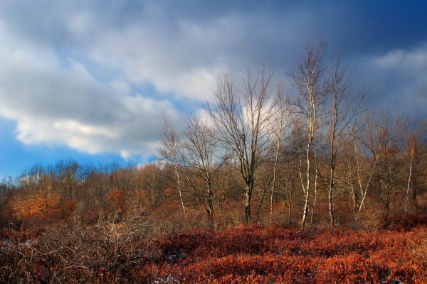 landschap,boom,natuur,Bos,gras,wildernis