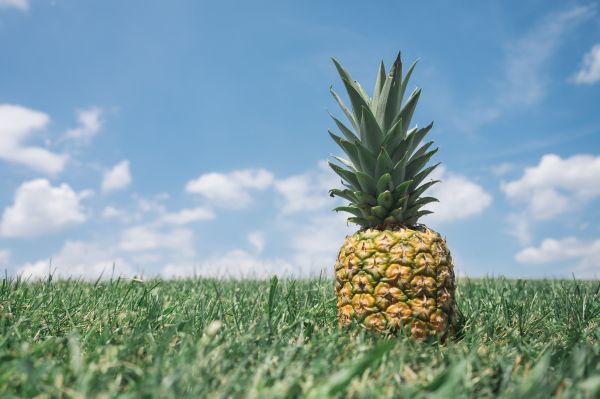 tree,grass,plant,sky,field,fruit